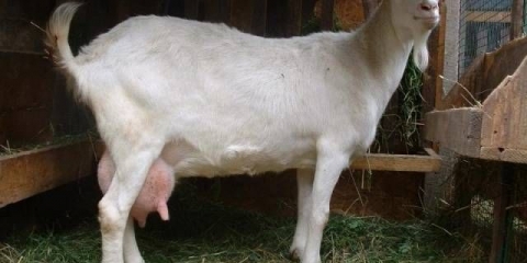 Gorky koza: održavanje i njega